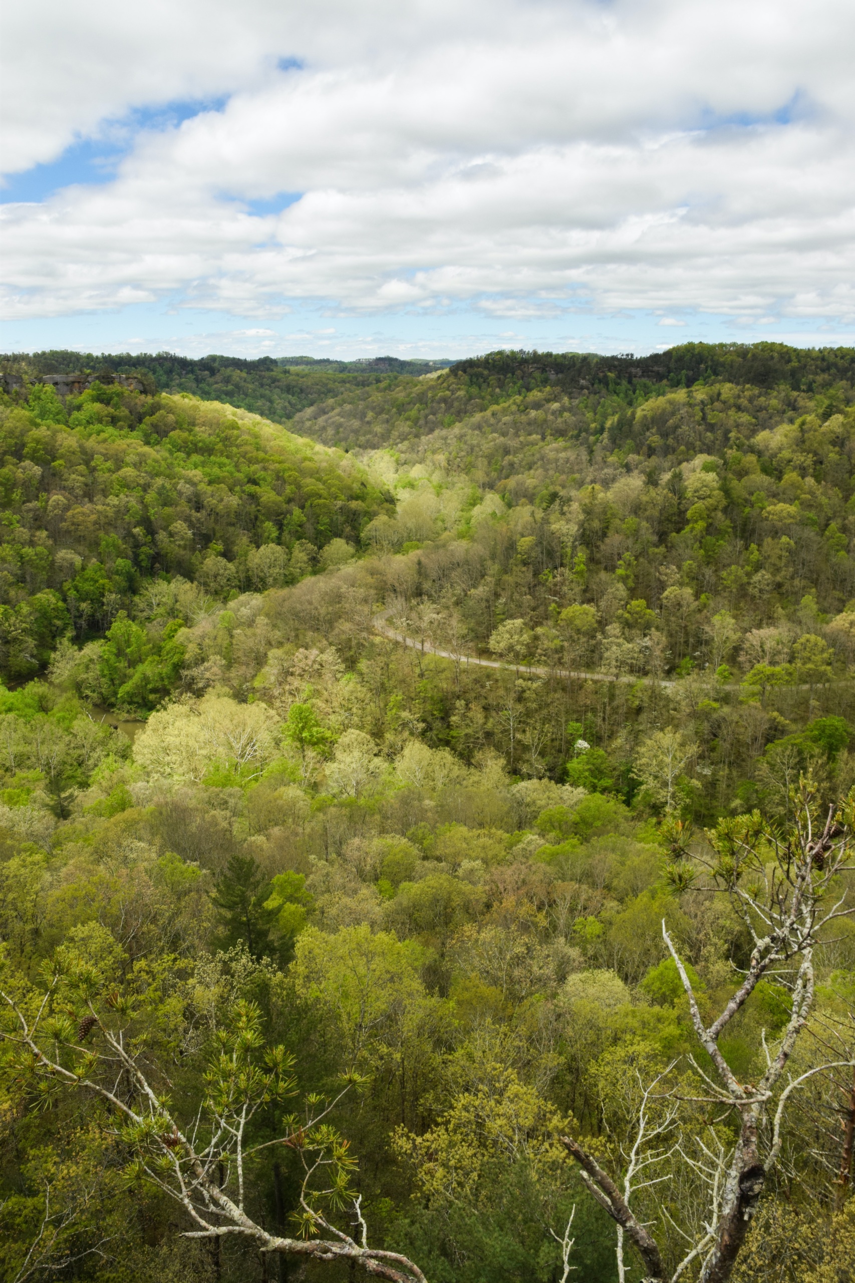 Vertical picture of green trees on mountain in Kentucky